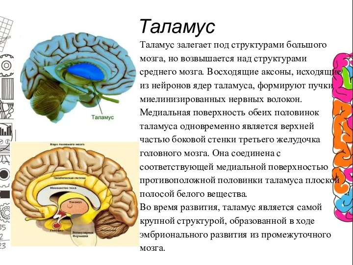 Таламус Таламус залегает под структурами большого мозга, но возвышается над