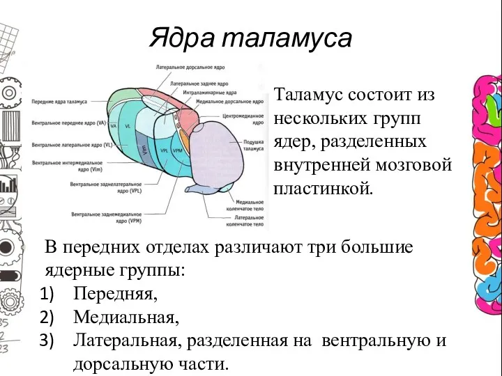 Ядра таламуса Таламус состоит из нескольких групп ядер, разделенных внутренней