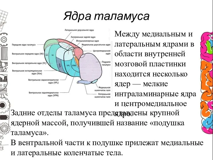 Ядра таламуса Между медиальным и латеральным ядрами в области внутренней