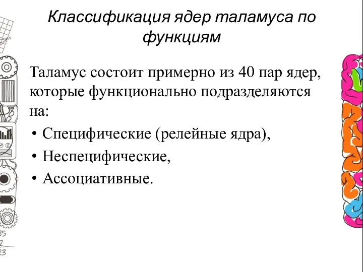 Классификация ядер таламуса по функциям Таламус состоит примерно из 40