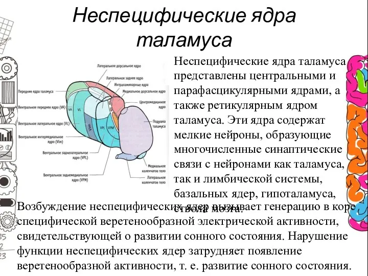 Неспецифические ядра таламуса Неспецифические ядра таламуса представлены центральными и парафасцикулярными