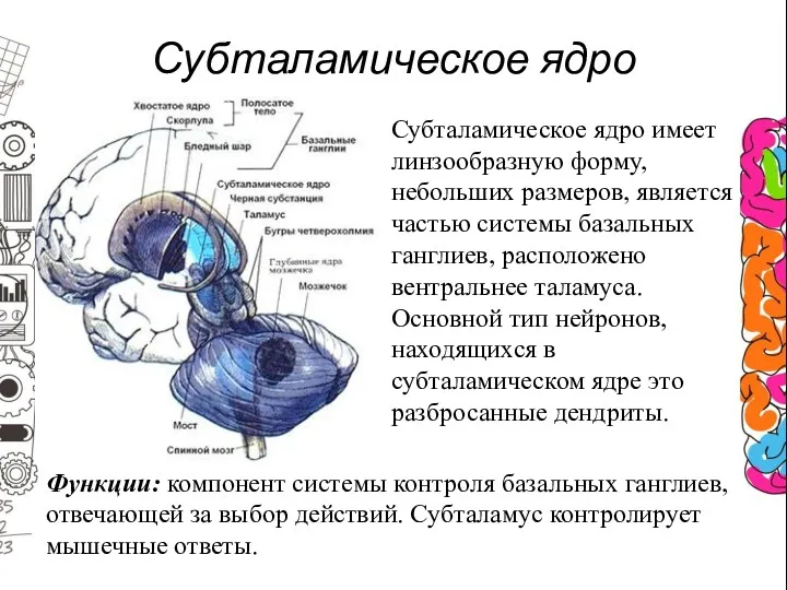 Субталамическое ядро Субталамическое ядро имеет линзообразную форму, небольших размеров, является