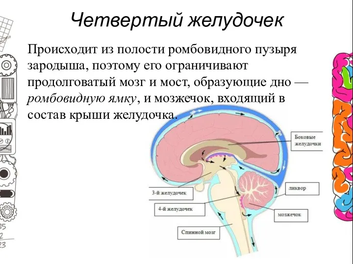 Четвертый желудочек Происходит из полости ромбовидного пузыря зародыша, поэтому его