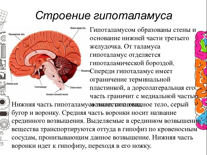 Строение гипоталамуса Гипоталамусом образованы стены и основание нижней части третьего