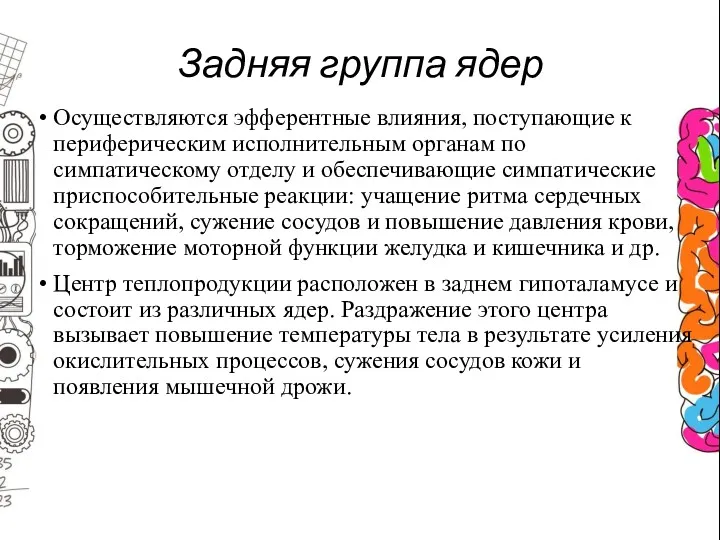 Задняя группа ядер Осуществляются эфферентные влияния, поступающие к периферическим исполнительным