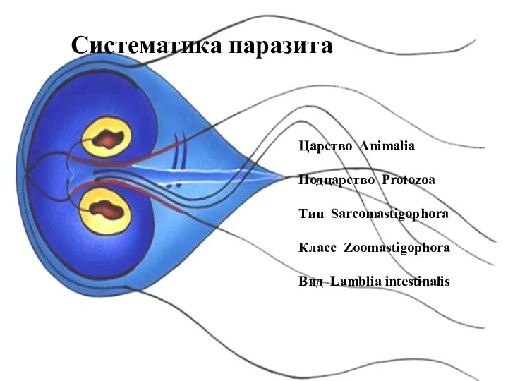 Царство Animalia Подцарство Protozoa Тип Sarcomastigophora Класс Zoomastigophora Вид Lamblia intestinalis Систематика паразита