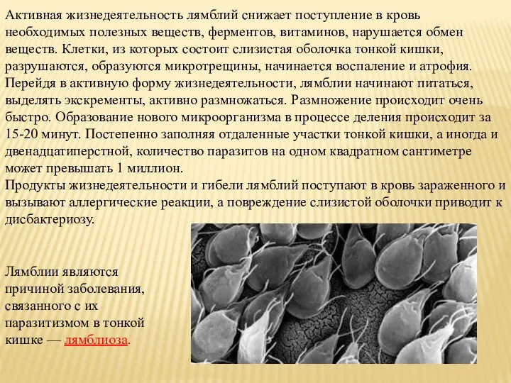 Активная жизнедеятельность лямблий снижает поступление в кровь необходимых полезных веществ,