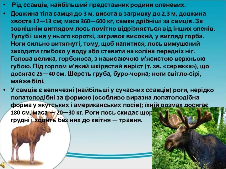 Рід ссавців, найбільший представник родини оленевих. Довжина тіла самця до 3 м, висота