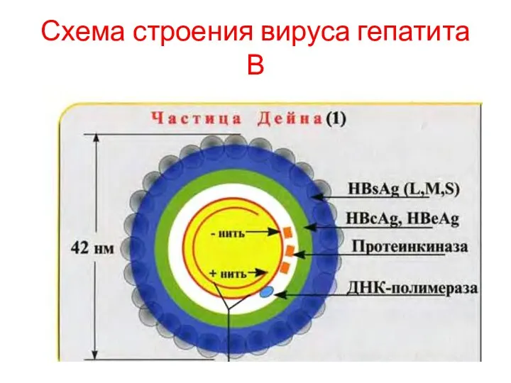 Схема строения вируса гепатита В