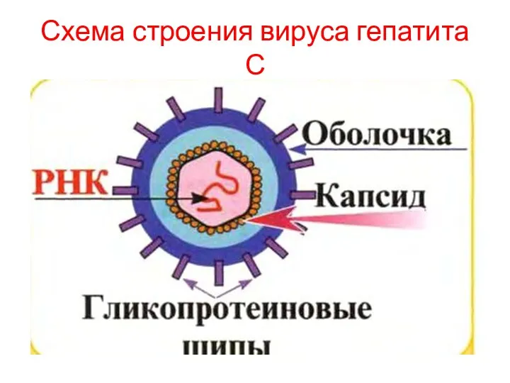 Схема строения вируса гепатита С