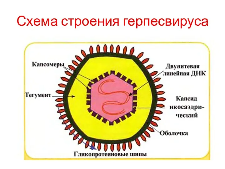 Схема строения герпесвируса
