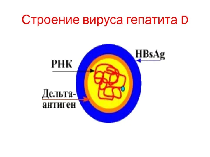 Строение вируса гепатита D