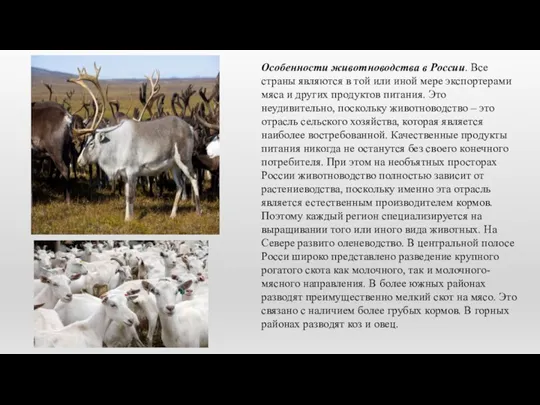 Особенности животноводства в России. Все страны являются в той или иной мере экспортерами