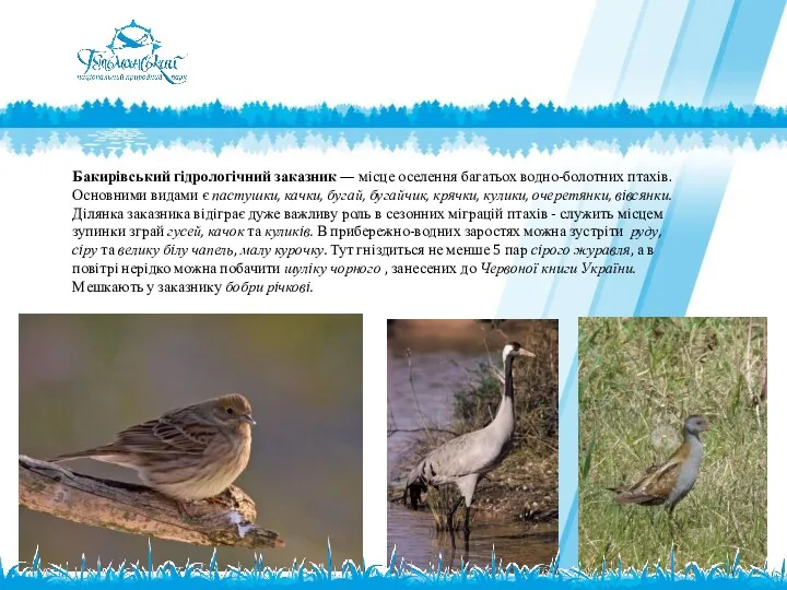 Бакирівський гідрологічний заказник — мiсце оселення багатьох водно-болотних птахiв. Основними видами є пастушки,
