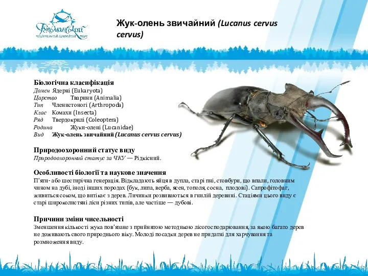 Біологічна класифікація Домен Ядерні (Eukaryota) Царство Тварини (Animalia) Тип Членистоногі