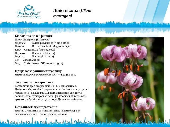 Лілія лісова (Lilium martagon) Біологічна класифікація Домен Еукаріоти (Eukaryota) Царство Зелені рослини (Viridiplantae)