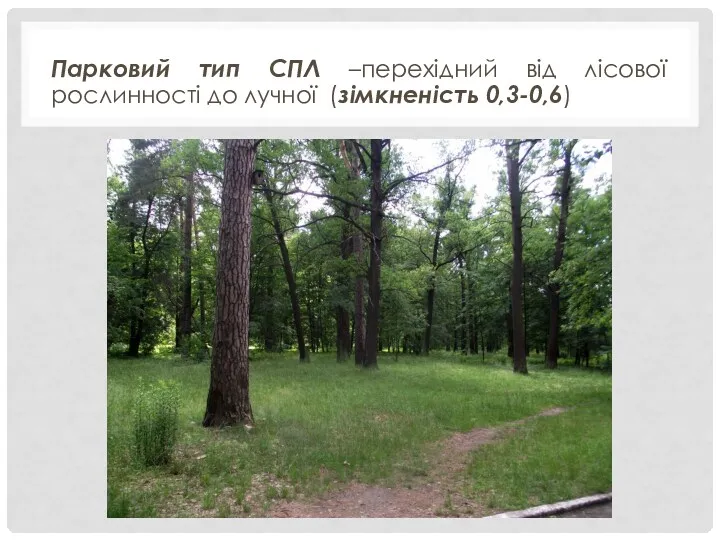 Парковий тип СПЛ –перехідний від лісової рослинності до лучної (зімкненість 0,3-0,6)