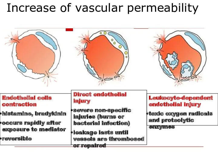 Increase of vascular permeability Endothelial cells contraction histamine, bradykinin occurs