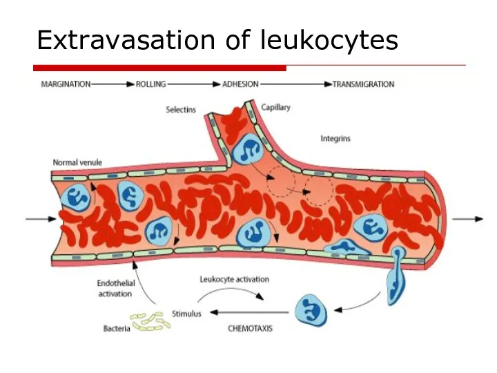 Extravasation of leukocytes