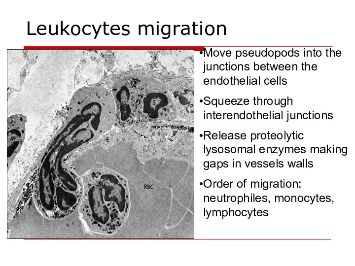 Leukocytes migration Move pseudopods into the junctions between the endothelial