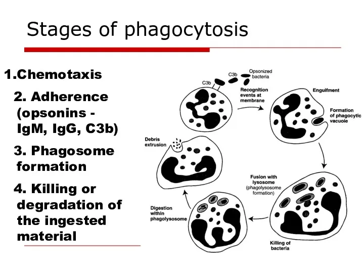 Stages of phagocytosis Chemotaxis 2. Adherence (opsonins - IgM, IgG,