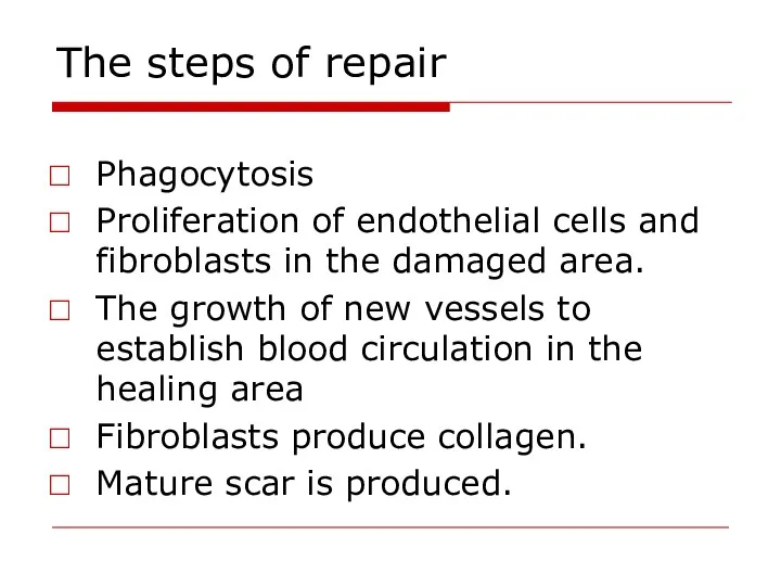 The steps of repair Phagocytosis Proliferation of endothelial cells and