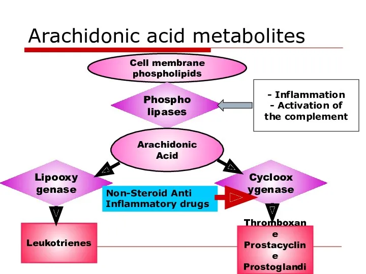 Arachidonic acid metabolites Cell membrane phospholipids Phospholipases Arachidonic Acid Lipooxygenase