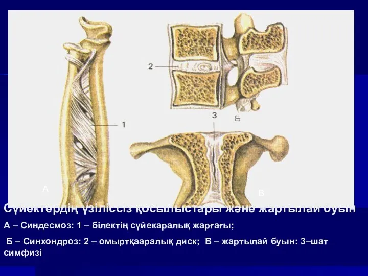 Сүйектердің үзіліссіз қосылыстары және жартылай буын А – Синдесмоз: 1