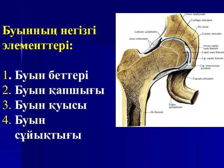 Буынның негізгі элементтері: 1. Буын беттері 2. Буын қапшығы 3. Буын қуысы 4. Буын сұйықтығы