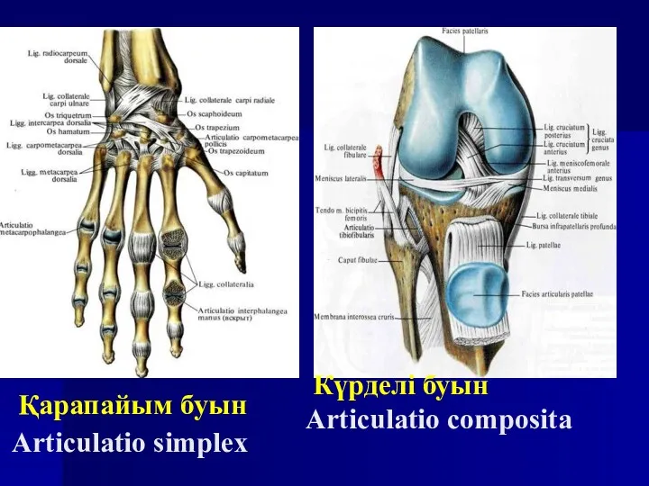 Қарапайым буын Articulatio simplex Күрделі буын Articulatio composita