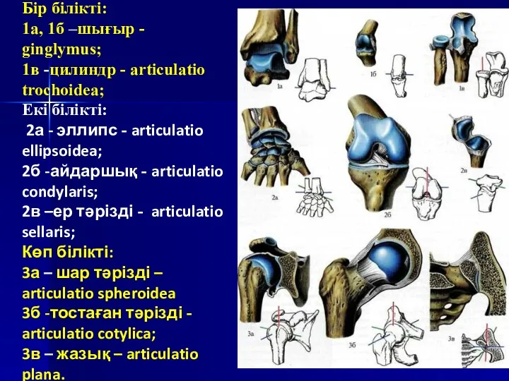 Бір білікті: 1а, 1б –шығыр - ginglymus; 1в -цилиндр -