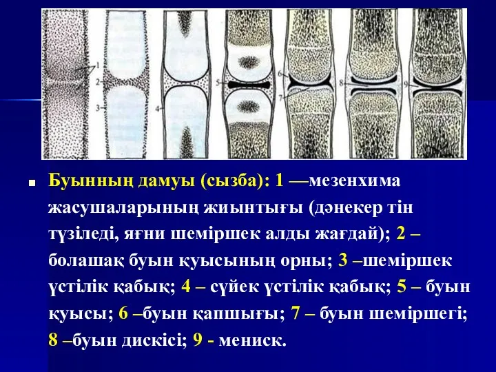 Буынның дамуы (сызба): 1 —мезенхима жасушаларының жиынтығы (дәнекер тін түзіледі,