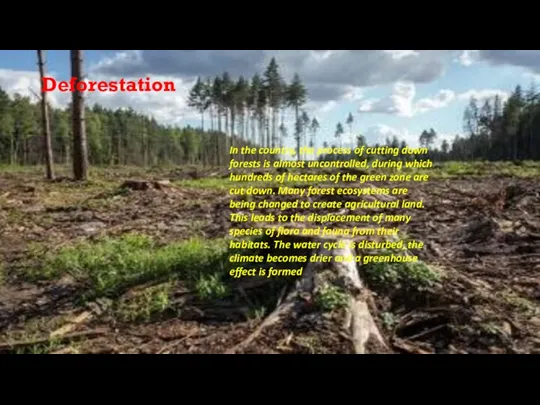 Deforestation In the country, the process of cutting down forests