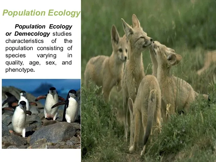 Population Ecology Population Ecology or Demecology studies characteristics of the