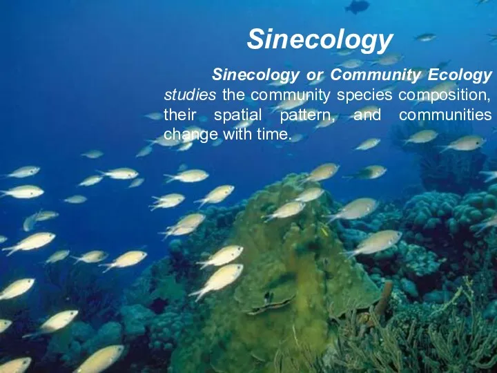 Sinecology Sinecology or Community Ecology studies the community species composition,