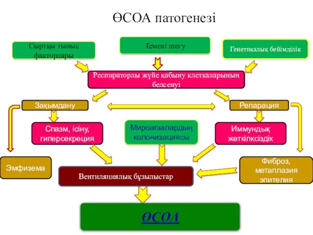 ӨСОА патогенезі Сыртқы тыныс факторлары Темекі шегу Респираторлы жүйе қабыну