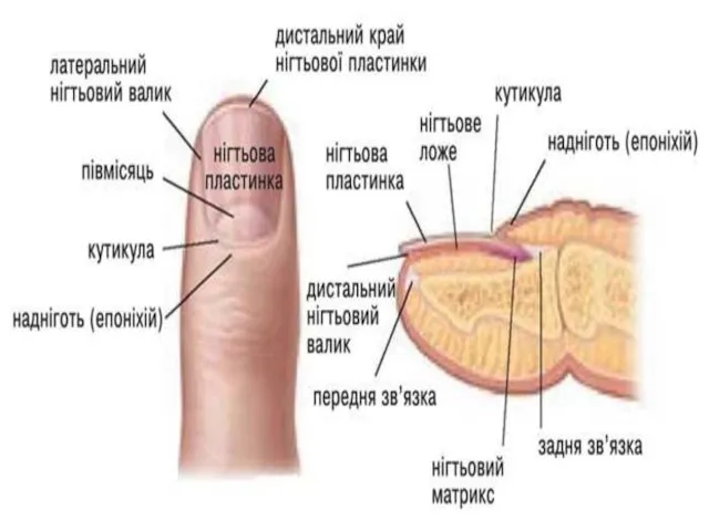 Що таке нігті ? Ділянка нігтьового ложа, на якій міститься