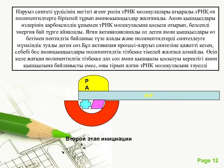 Второй этап инициации АУГ Р А Нәруыз синтезі үрдісінің негізгі