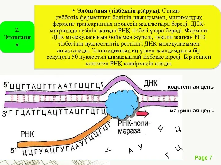 кодогенная цепь матричная цепь ц А У Г Ц У Ц