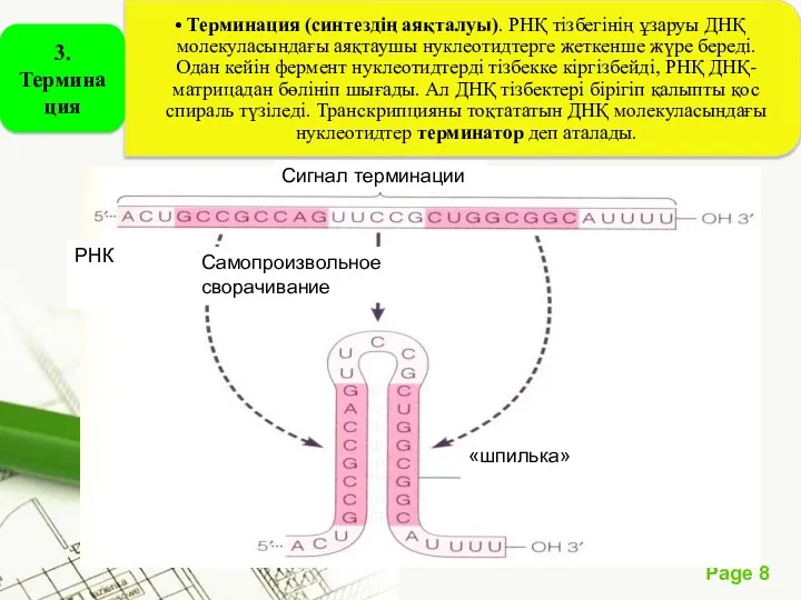 РНК Сигнал терминации Самопроизвольное сворачивание «шпилька»