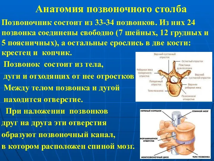 Анатомия позвоночного столба Позвоночник состоит из 33-34 позвонков. Из них