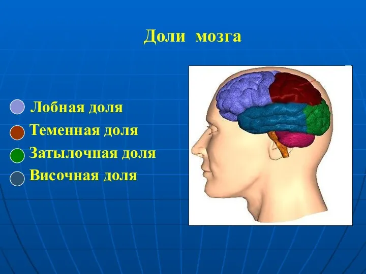 Доли мозга Лобная доля Теменная доля Затылочная доля Височная доля