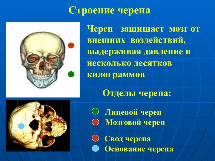 Строение черепа Лицевой череп Мозговой череп Основание черепа Свод (крыша)