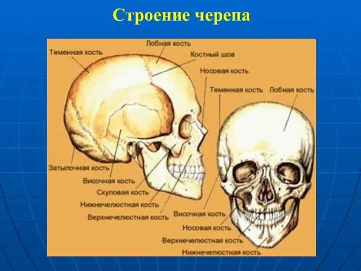 Строение черепа