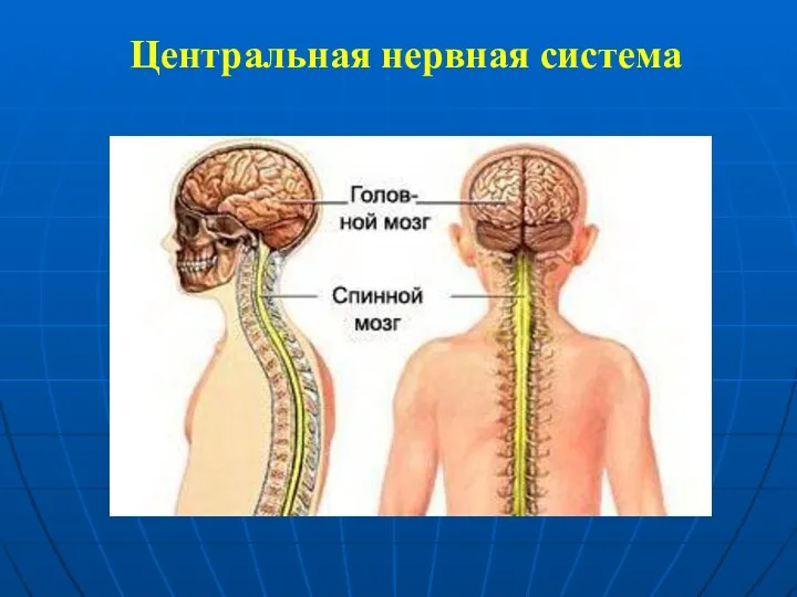 Центральная нервная система