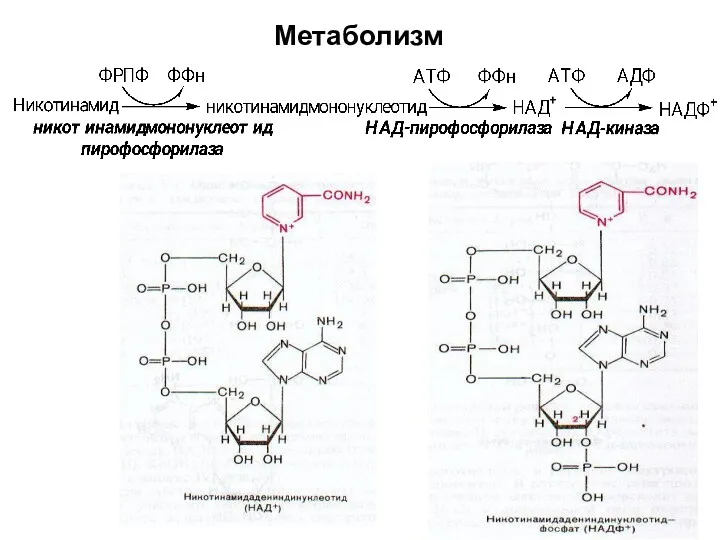 Метаболизм