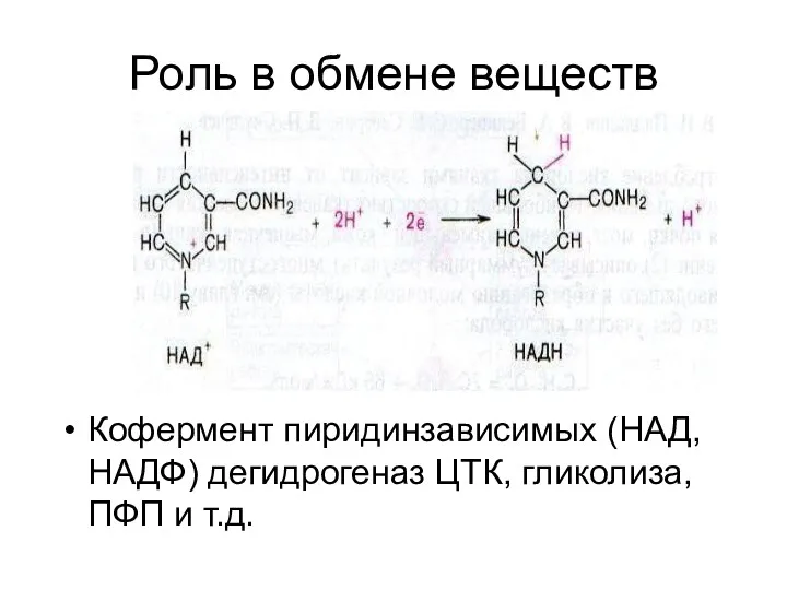 Роль в обмене веществ Кофермент пиридинзависимых (НАД, НАДФ) дегидрогеназ ЦТК, гликолиза, ПФП и т.д.