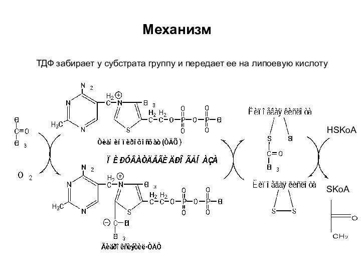 HSKoA SKoA ТДФ забирает у субстрата группу и передает ее на липоевую кислоту Механизм