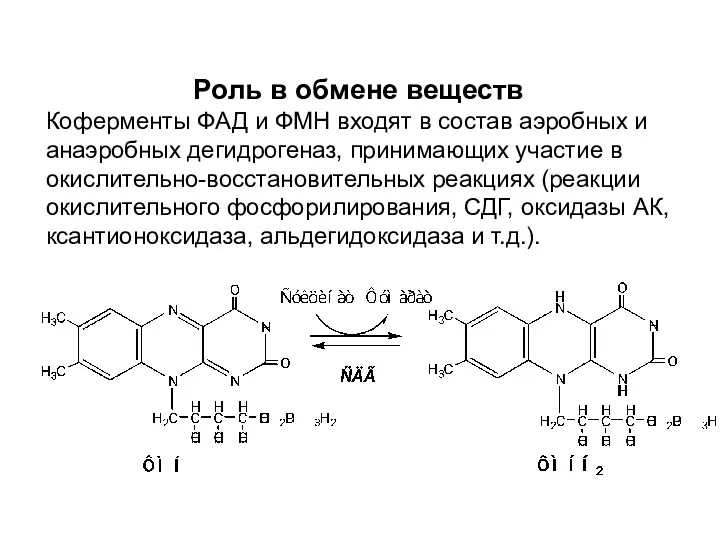 Роль в обмене веществ Коферменты ФАД и ФМН входят в