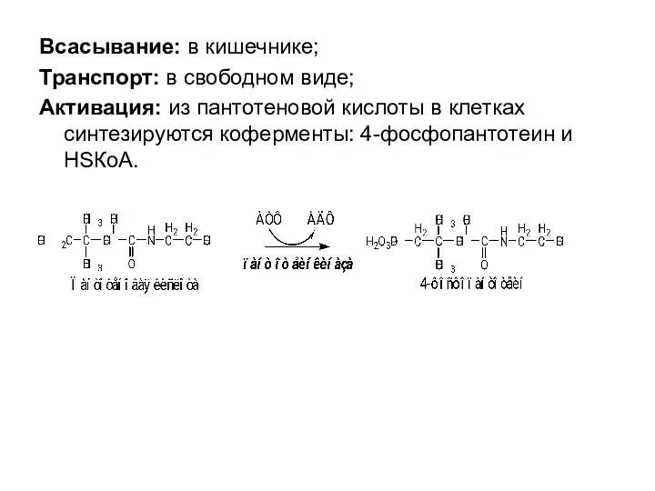 Всасывание: в кишечнике; Транспорт: в свободном виде; Активация: из пантотеновой